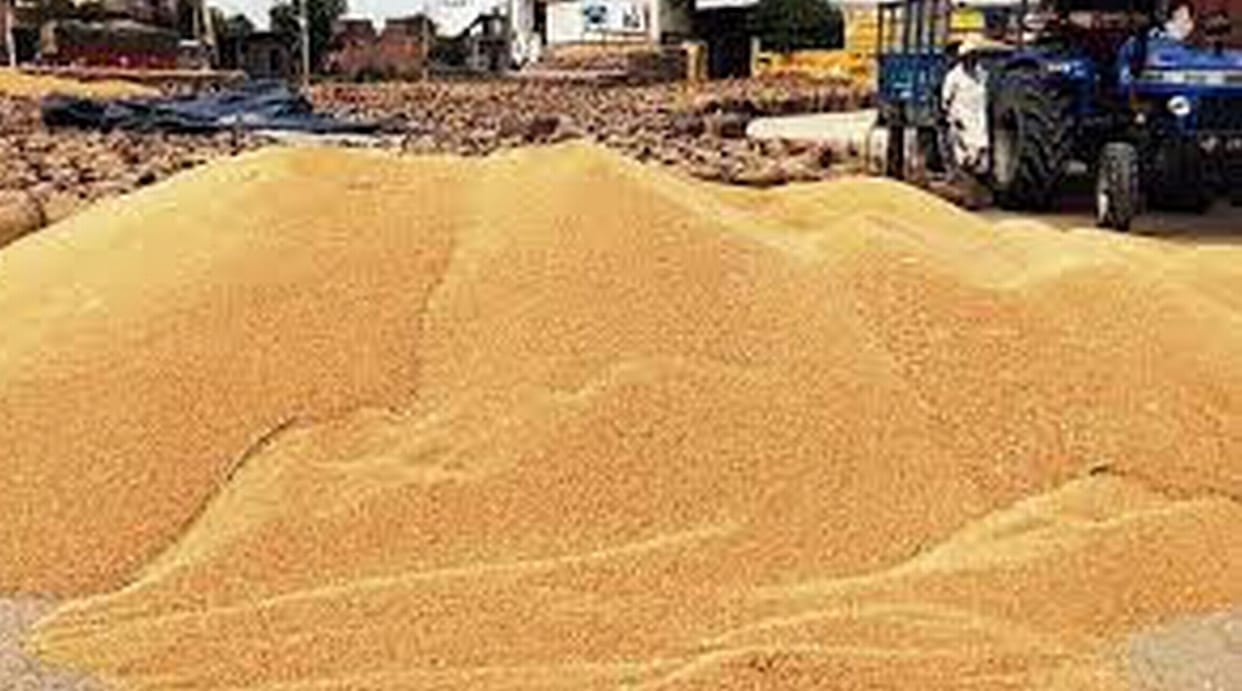 Farmers should sow the best barley variety BH-885 for industrial areas.