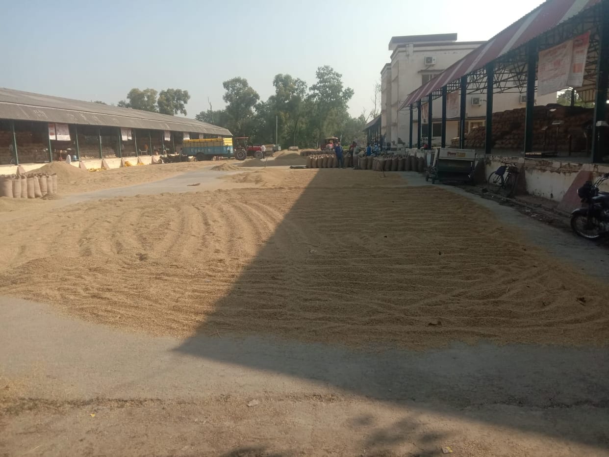 Paddy is being dried by making heaps in front of the procurement centers, farmers are upset
