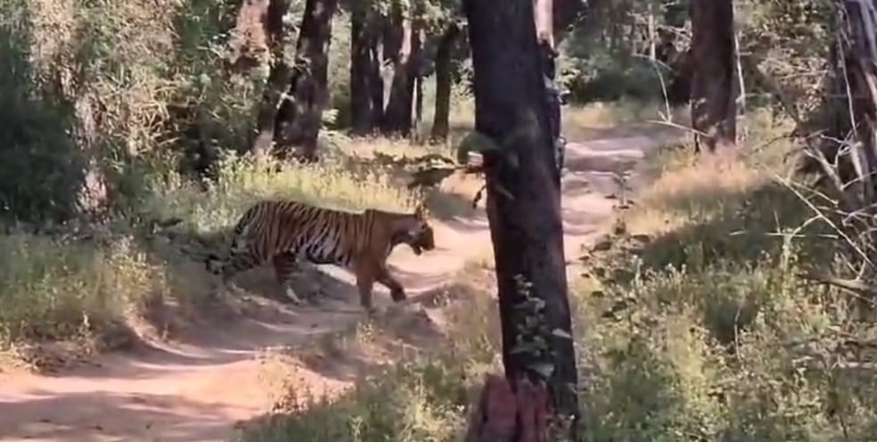 Umaria News Siddha Baba took his three children on a jungle tour video went viral