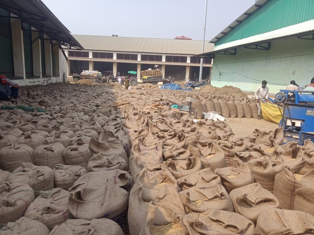 Inflow of paddy increased in Dhaula Kuan and Paonta grain markets, arrangements fell short