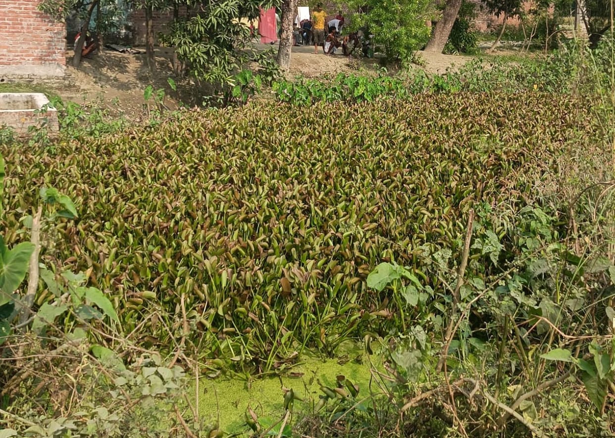 Crocodile reached the pond after coming out of the canal