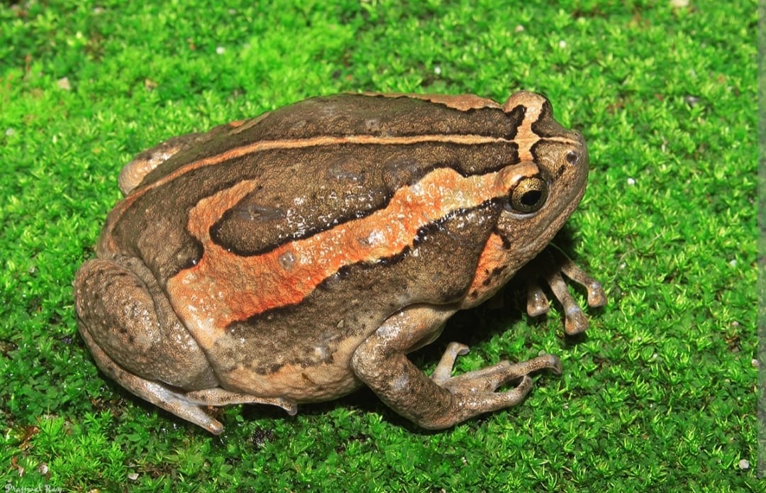 Wildlife experts had gone to catch snakes and found a unique Indian painted frog