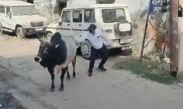 Killer bull caught after injection