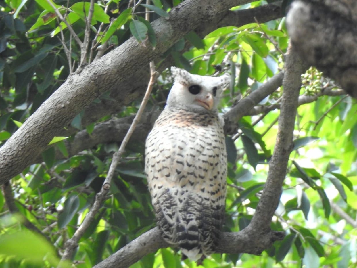 Alert in Dudhwa due to fear of owl hunting