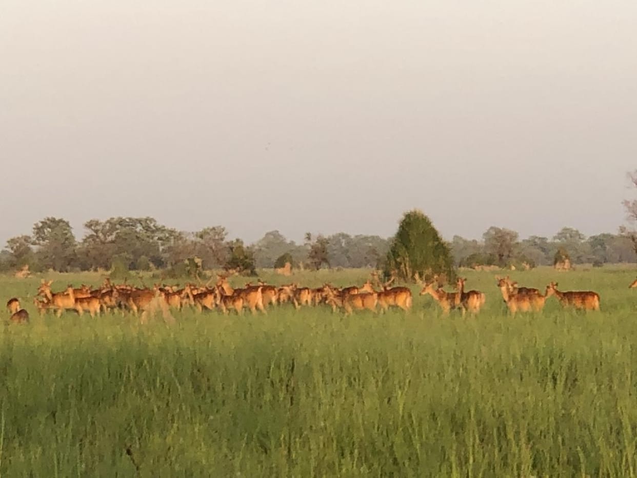 Wildlife expert raised objection on opening Dudhwa for tourists from 6th November