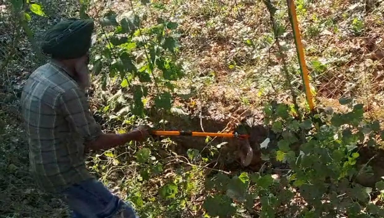 Snake man Bhupendra Singh rescues Russell's viper in Taruwala