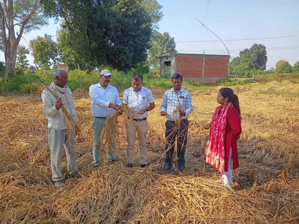 Damoh Brown aphid insect infested the paddy crop, the crop in the field dried up, officials inspected