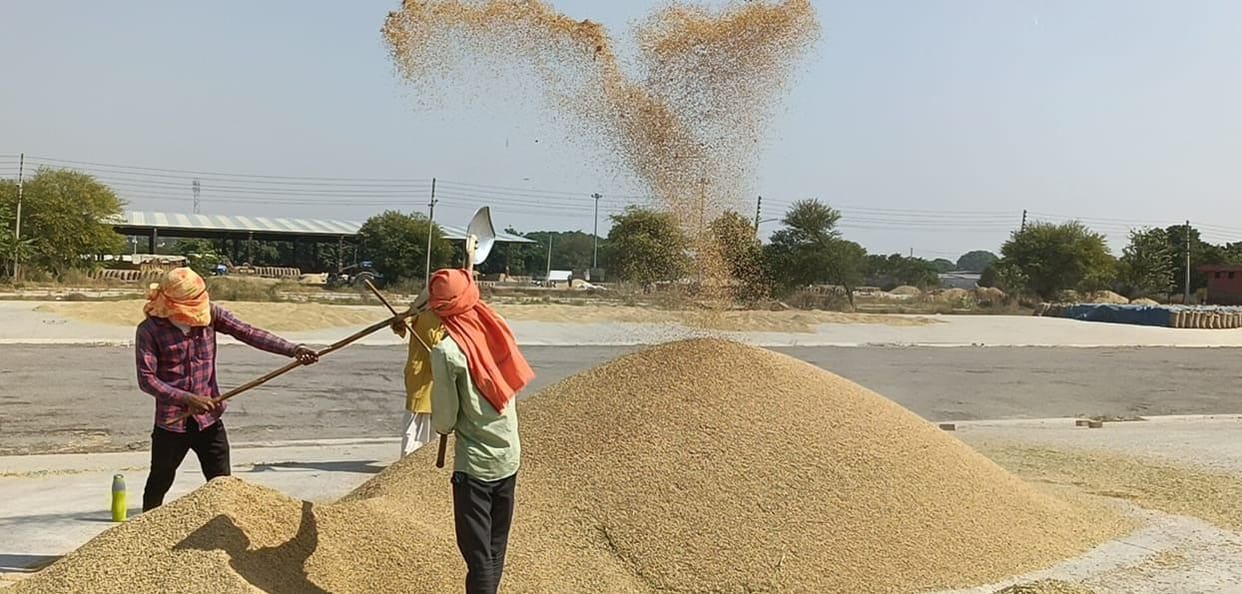 One lakh 48 thousand 403 metric tons of paddy arrived