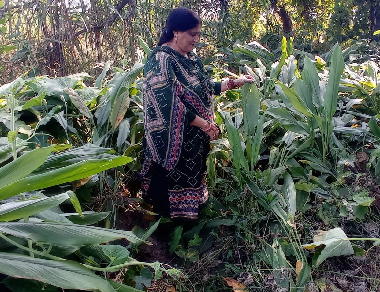 turmeric grower news