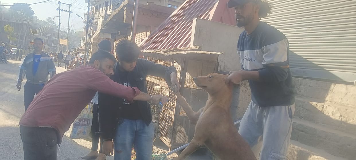 Vaccination of 275 abandoned dogs on the second day