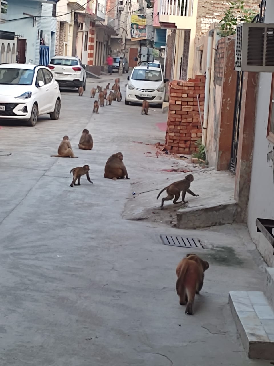Jind firm will catch a monkey in Tohana city for Rs 2204