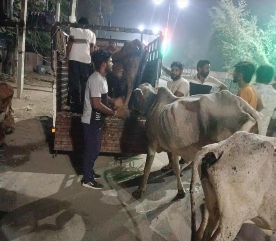 The Municipal Council's campaign to catch stray animals begins