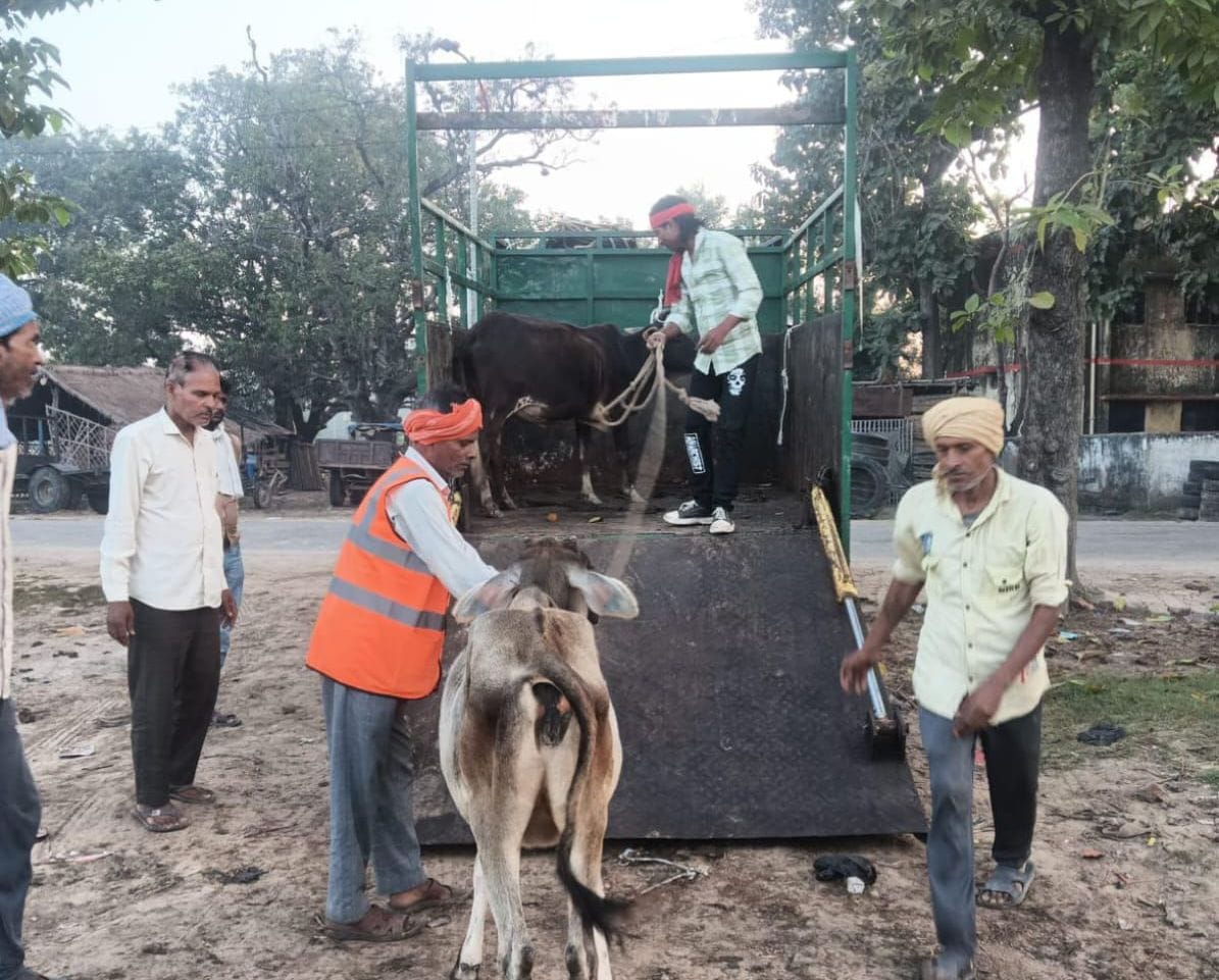 The abandoned cattle of the city will be sent to the cow shed.