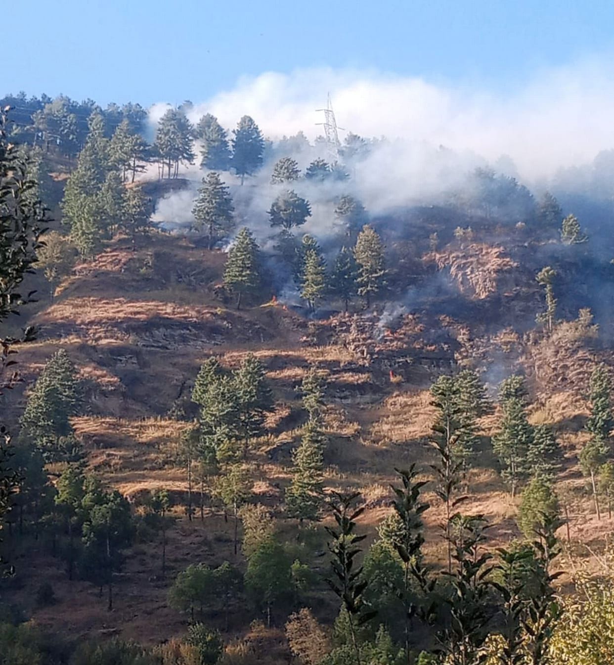 Homes saved by extinguishing forest fire