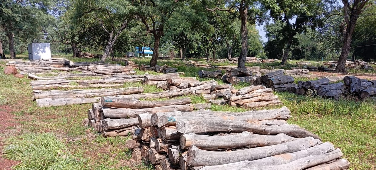 Damoh Wood worth crores kept in the Forest Department