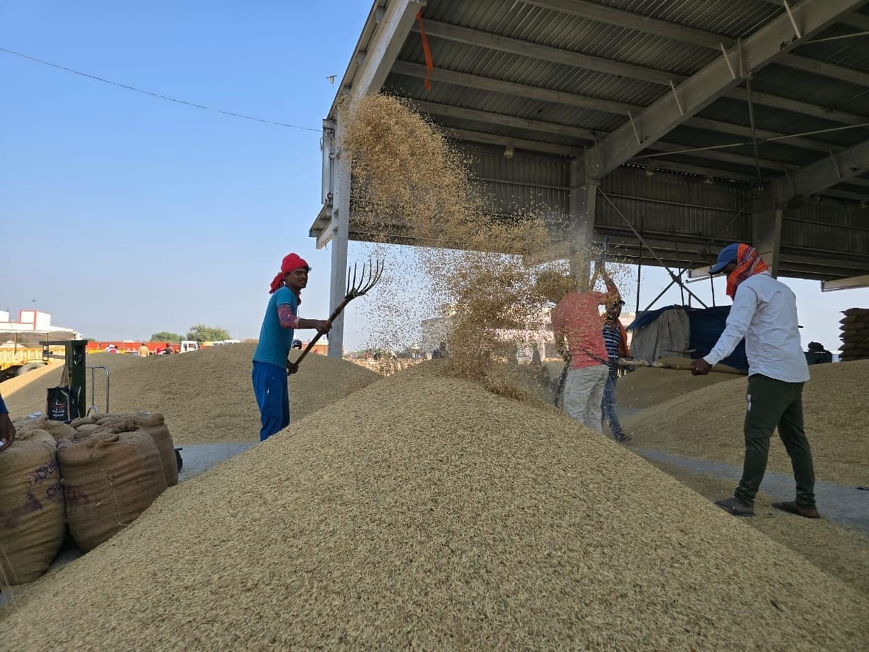 Arrival of paddy increased in the market, purchase intensified