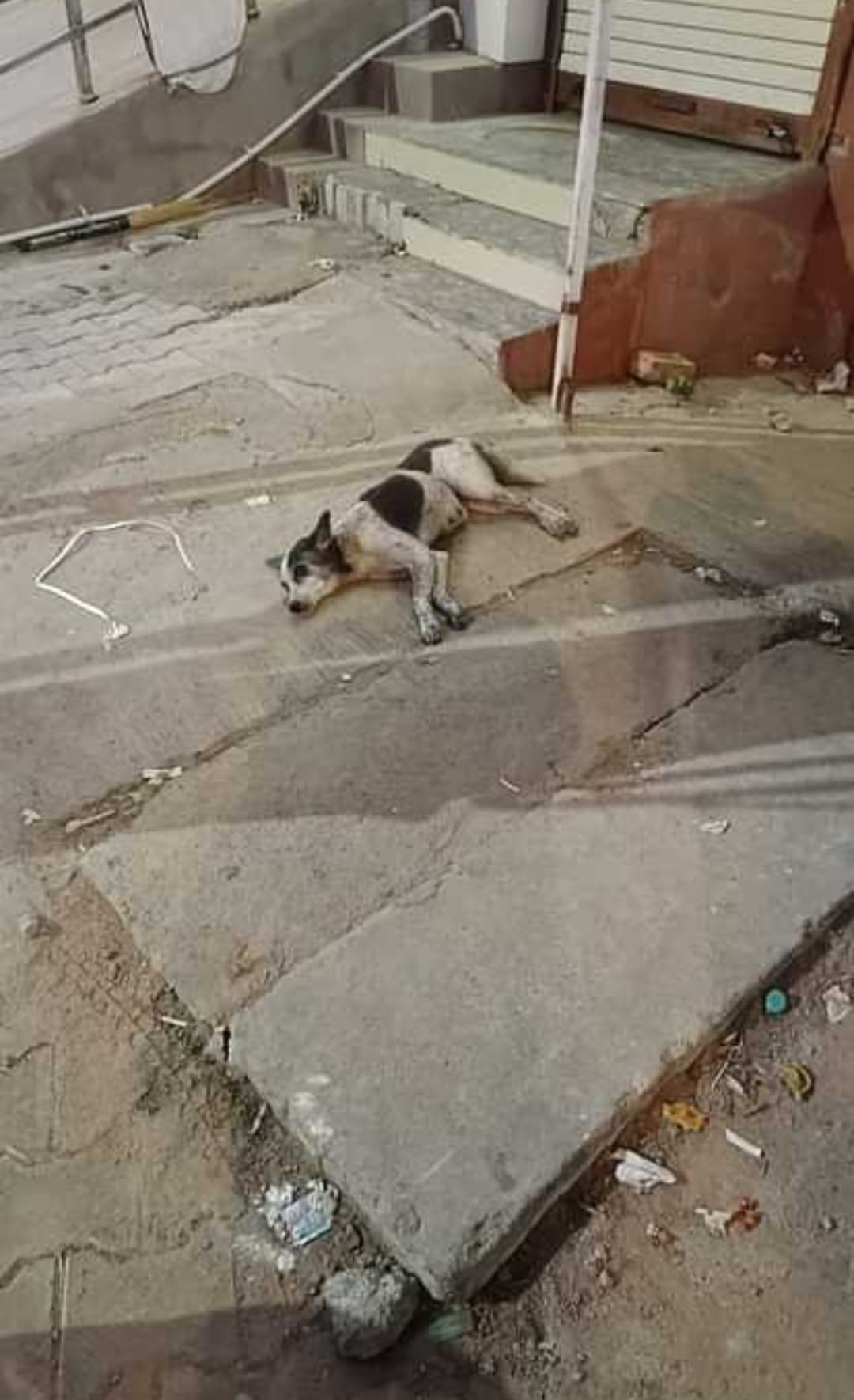 Finding a suitable agency for sterilization of stray dogs was the decision of the Municipal Council