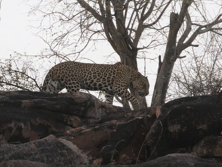 A young man going to take bath in the nursery saw a leopard in Damoh
