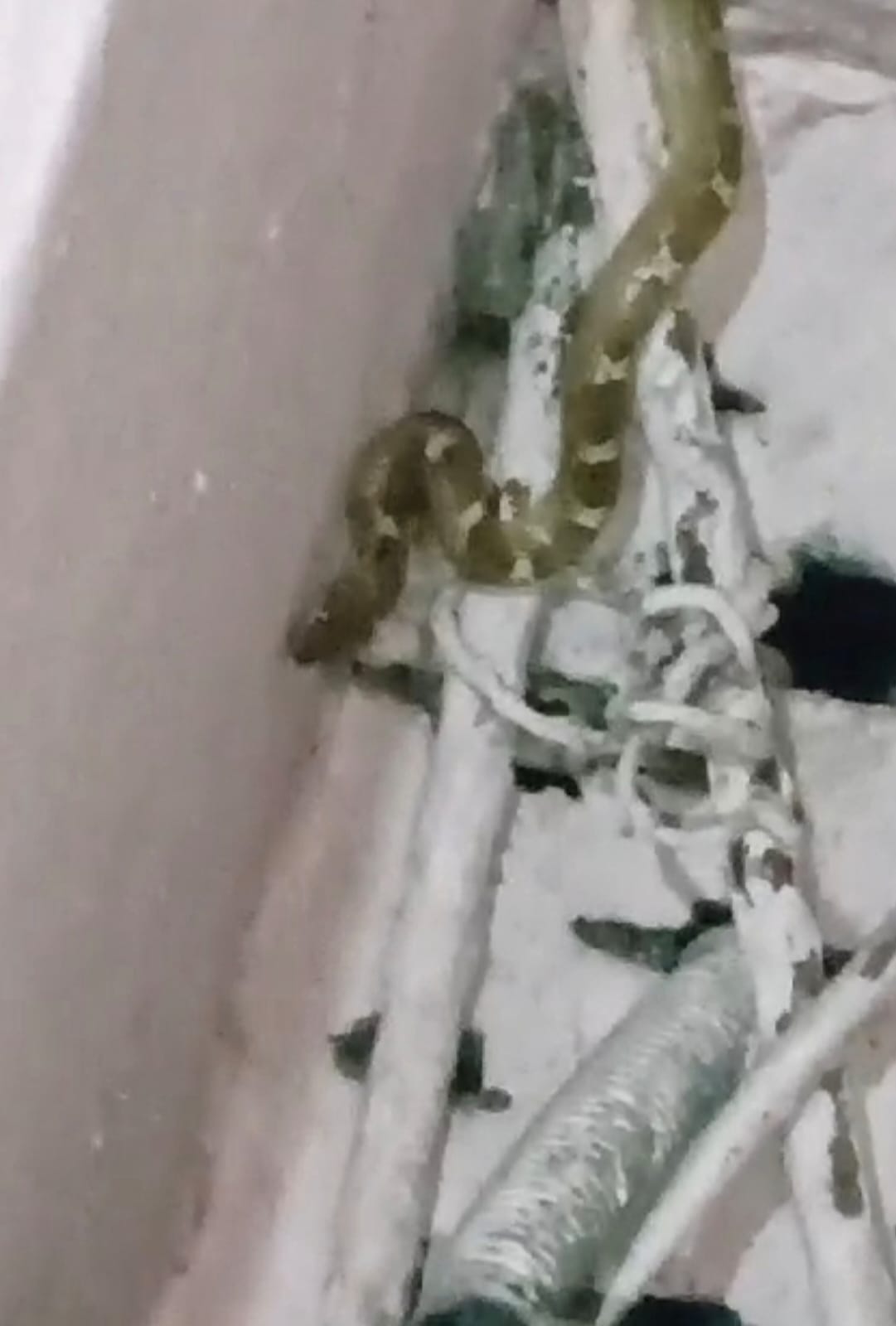 Baby python seen in the house
