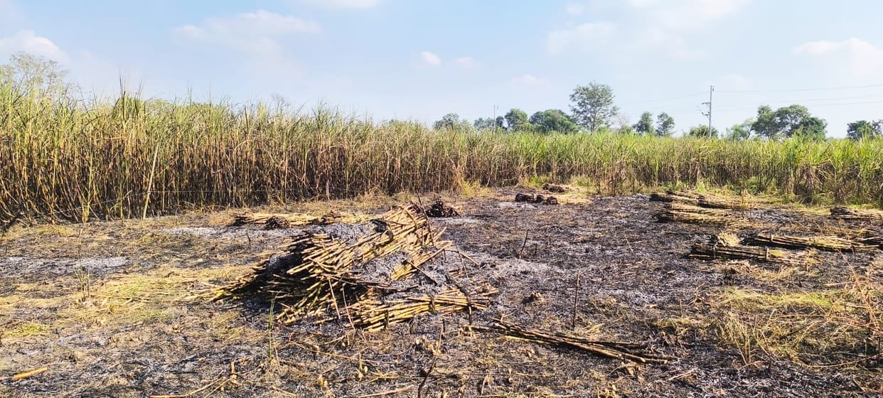 18 bigha sugarcane crop burnt