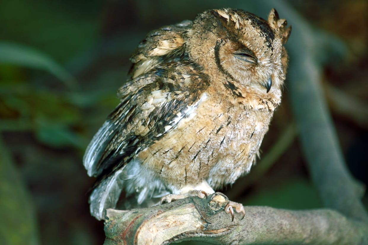 Caution issued to prevent incidents of owl hunting during Deepawali