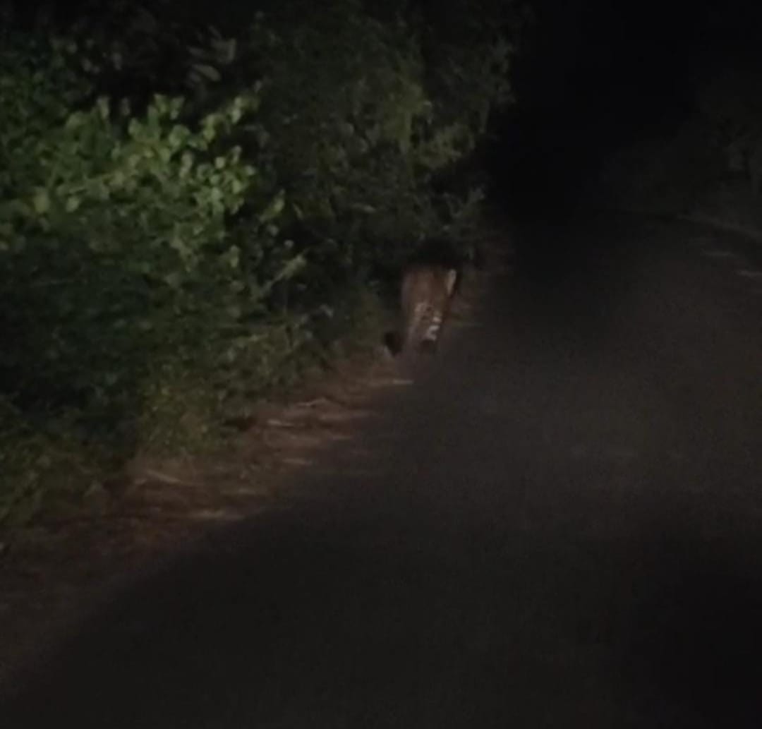 Video of leopard roaming on the road goes viral