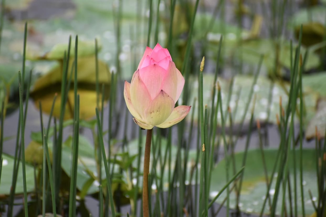 The lotus flowers blooming in the reservoirs of Dudhwa added to the beauty