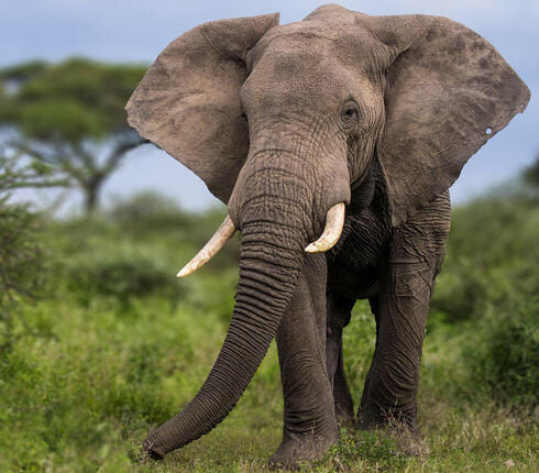 Four elephants died under suspicious circumstances in the forest of Umaria