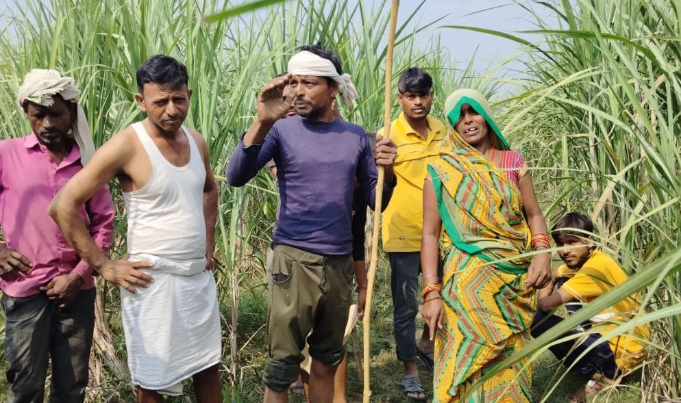 Tiger turns cow into a morsel, villagers panic