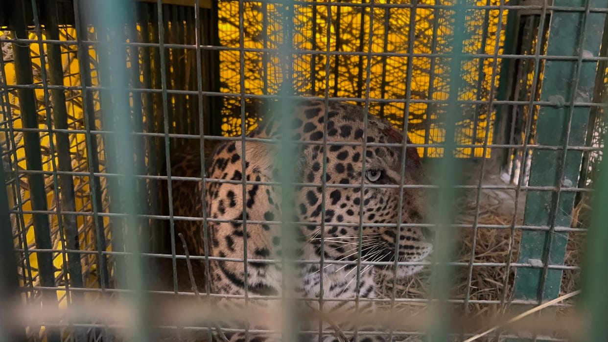 Leopard caught in a cage in Manjhra forest