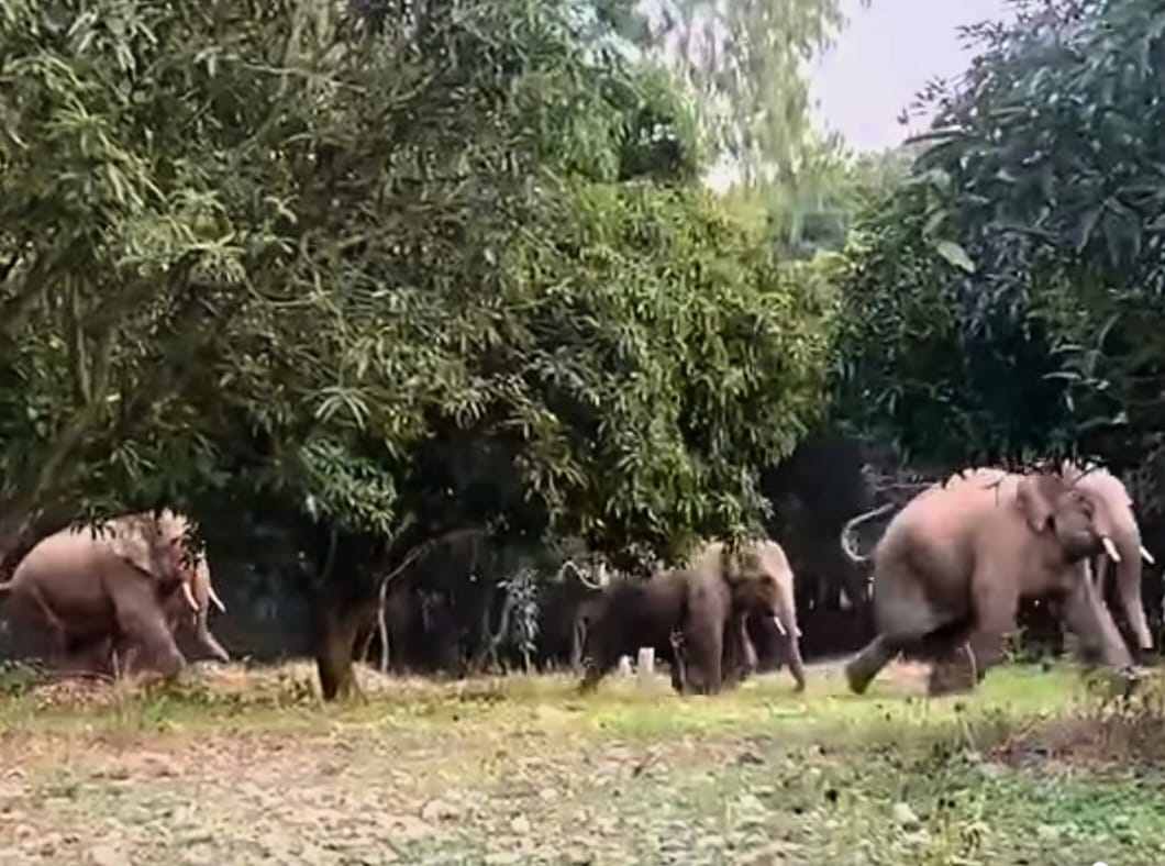 जंगली हाथी ने एक और युवक की ले ली जान