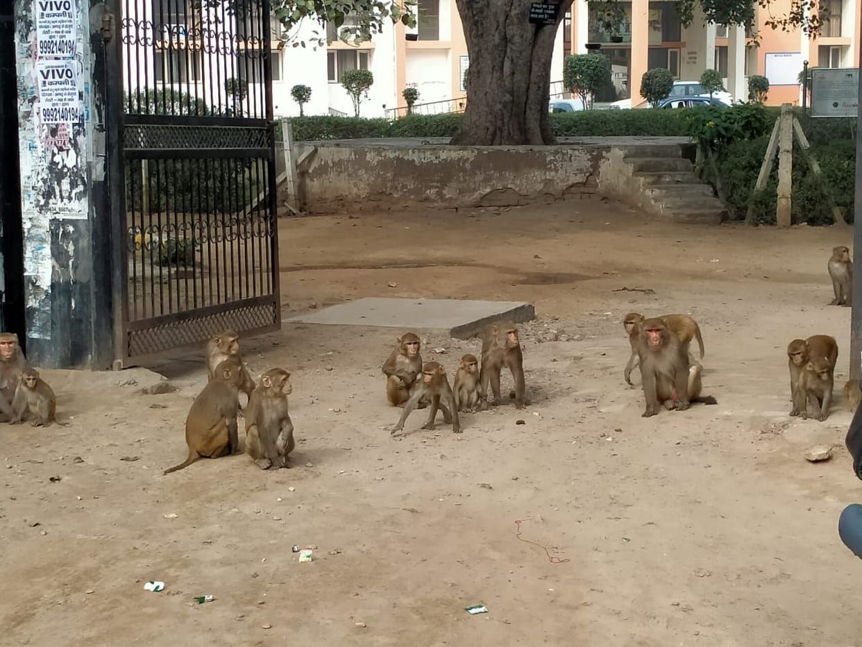 Dogs, monkeys and rats bit more than 100 people in a month