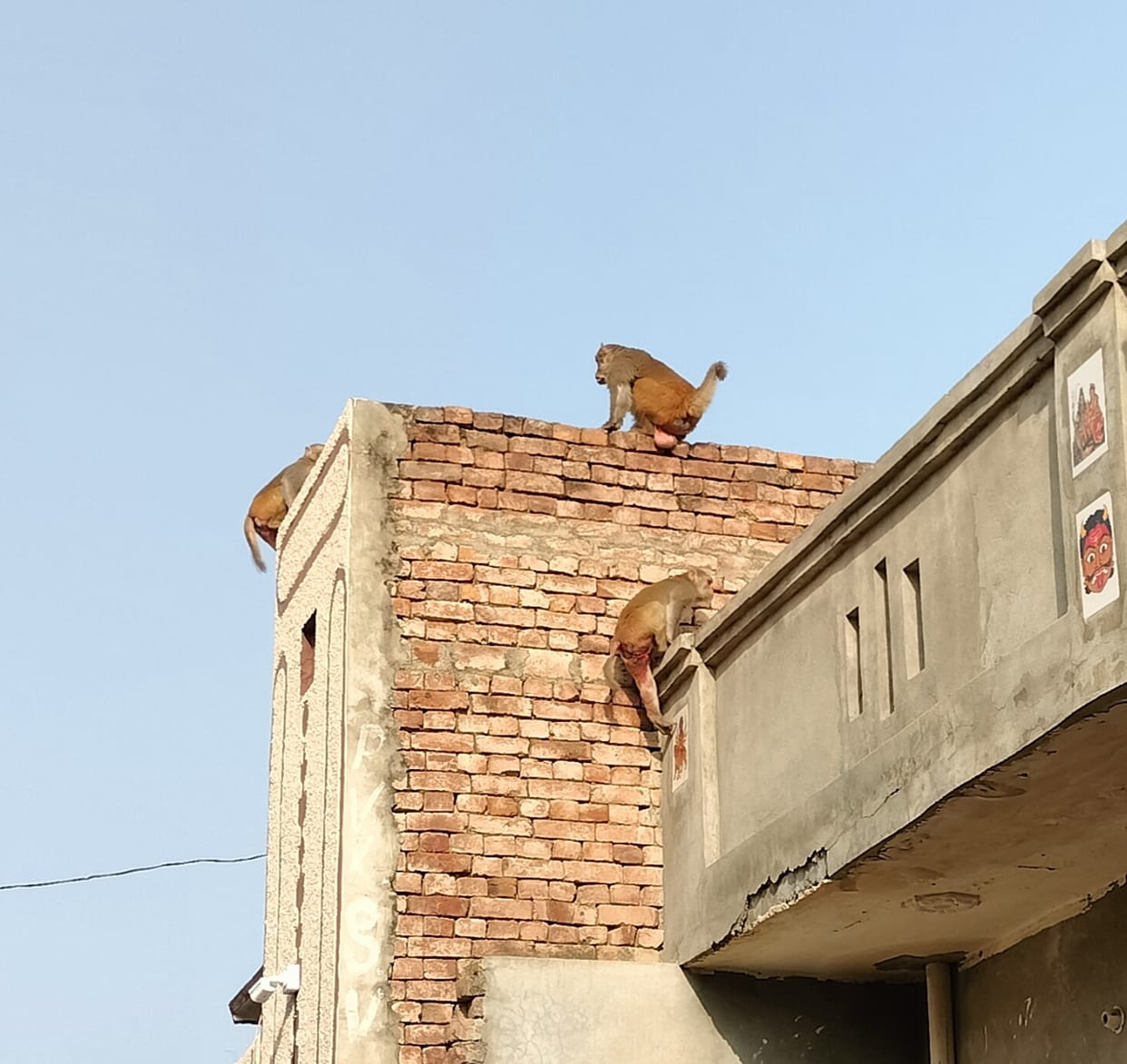 Monkeys increased the problems of people in Siwani, people were reluctant to even go on the roof