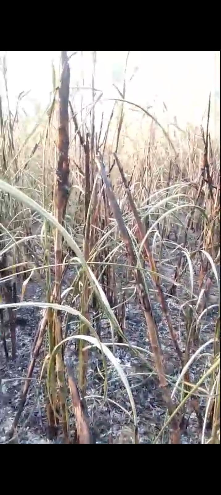 Neighbor's 15 bigha sugarcane crop burnt due to stubble burning