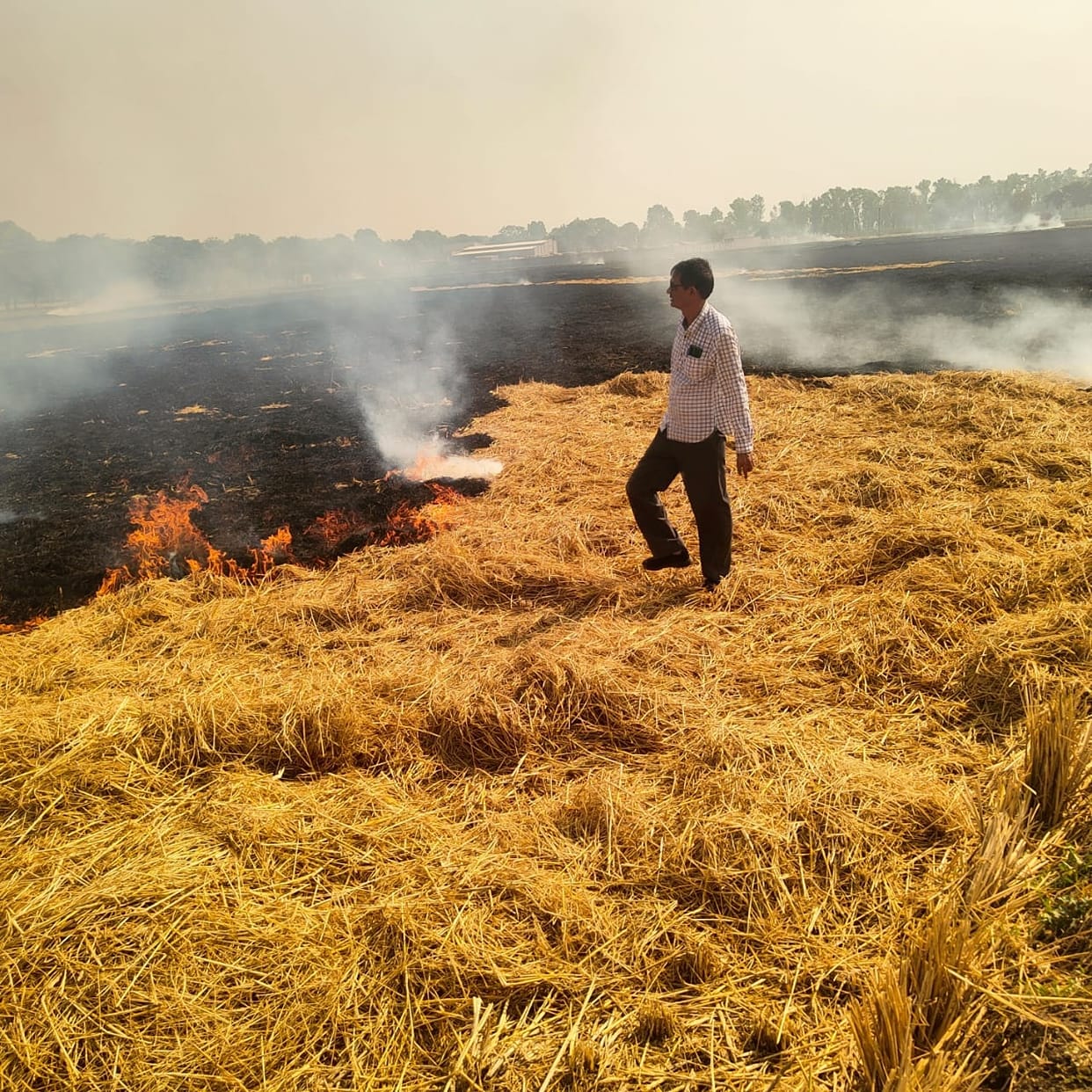 Crop remains were burnt at seven places in the district on Diwali night, AQI remained normal