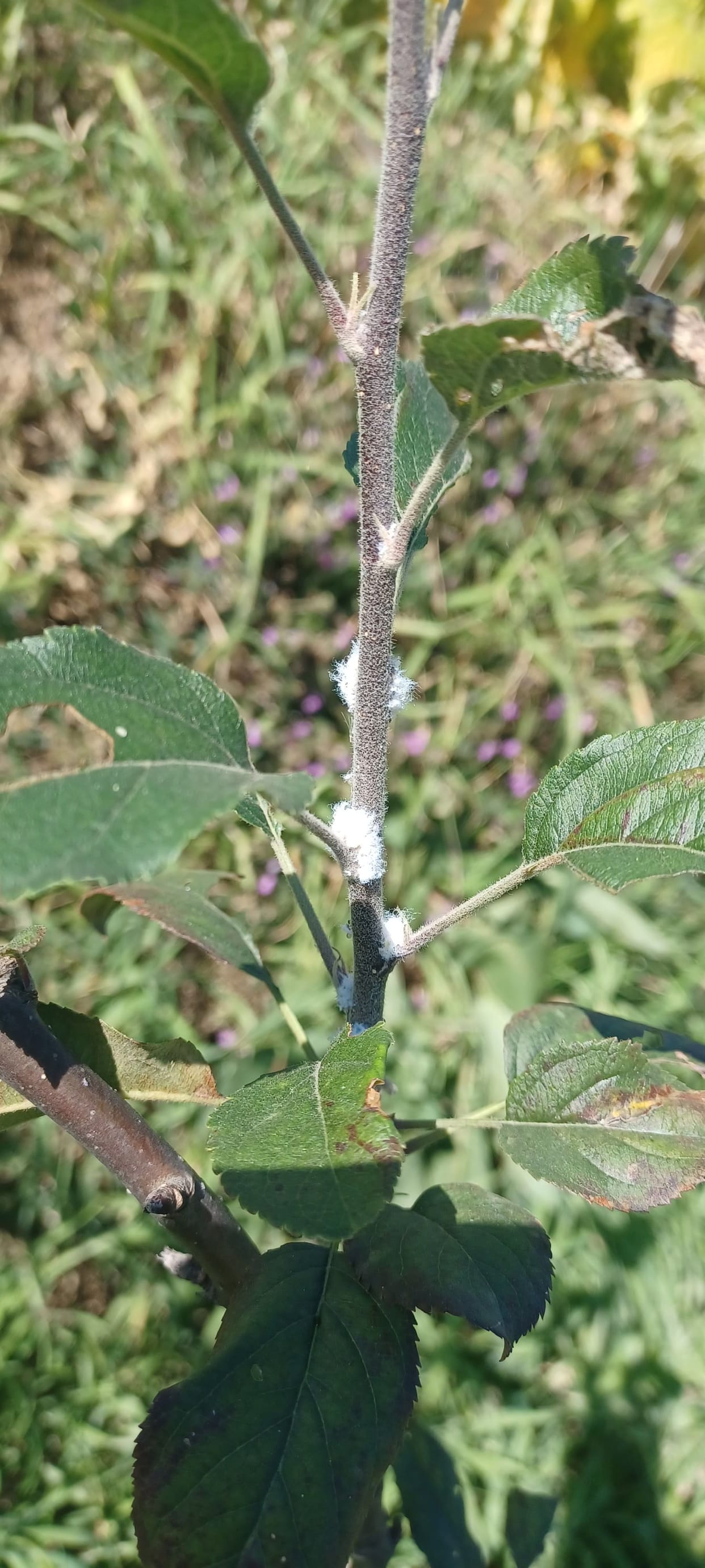 Woolly aphid insect attack in apple orchards of Kamrughati