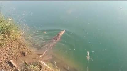 Crocodile entered the village, Son Gharial team rescued it safely and released it in Son river.