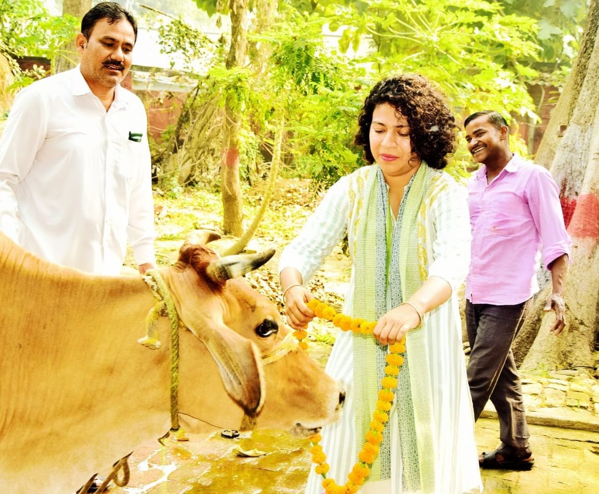 DM worshipped the cows in the cowshed and fed them jaggery and bananas