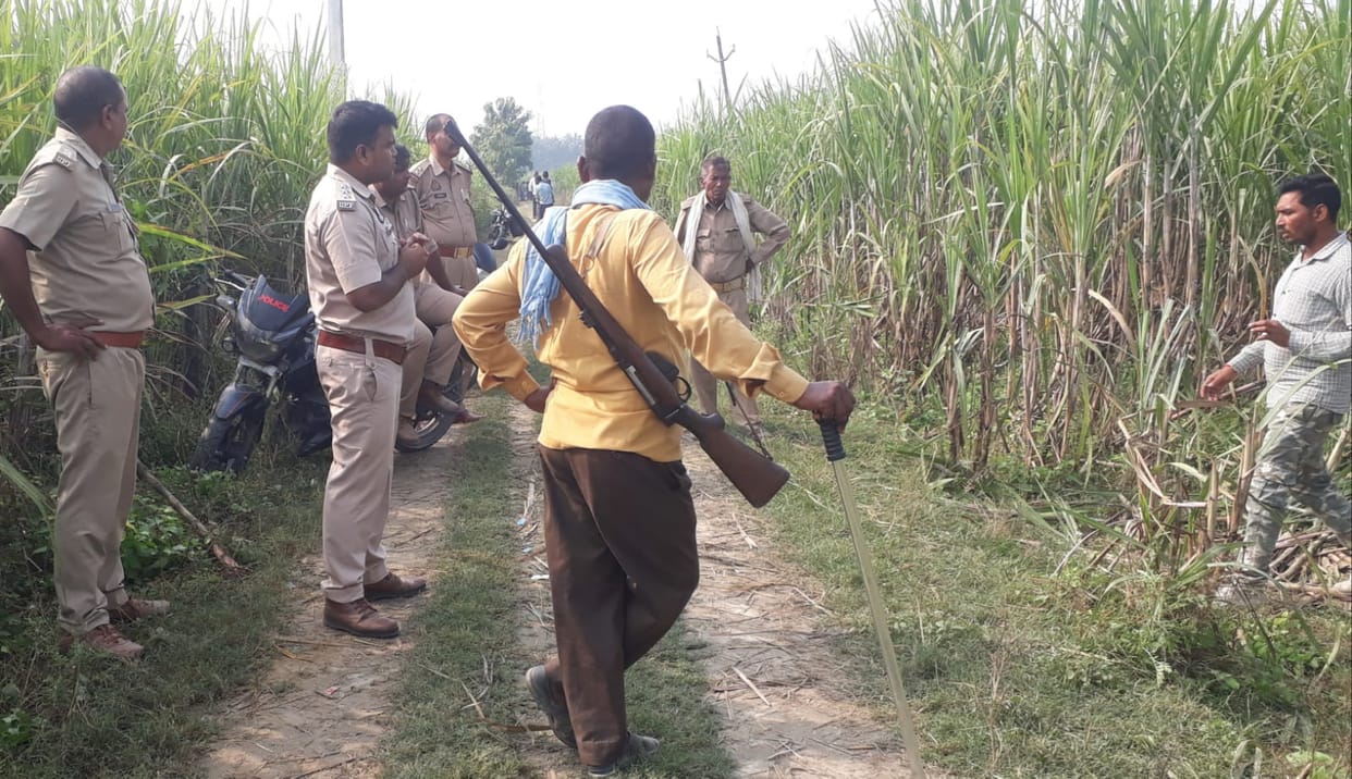 Cage installed to catch tigress at Devda farm
