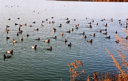 सुंदरनगर स्थित बीएसएल जलाशय। (फाइल)