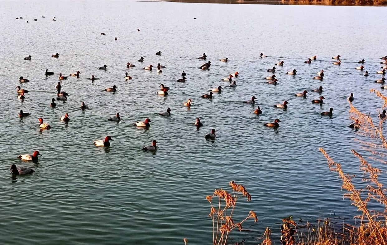 CWC Report 125 percent more water in india major reservoir than last year