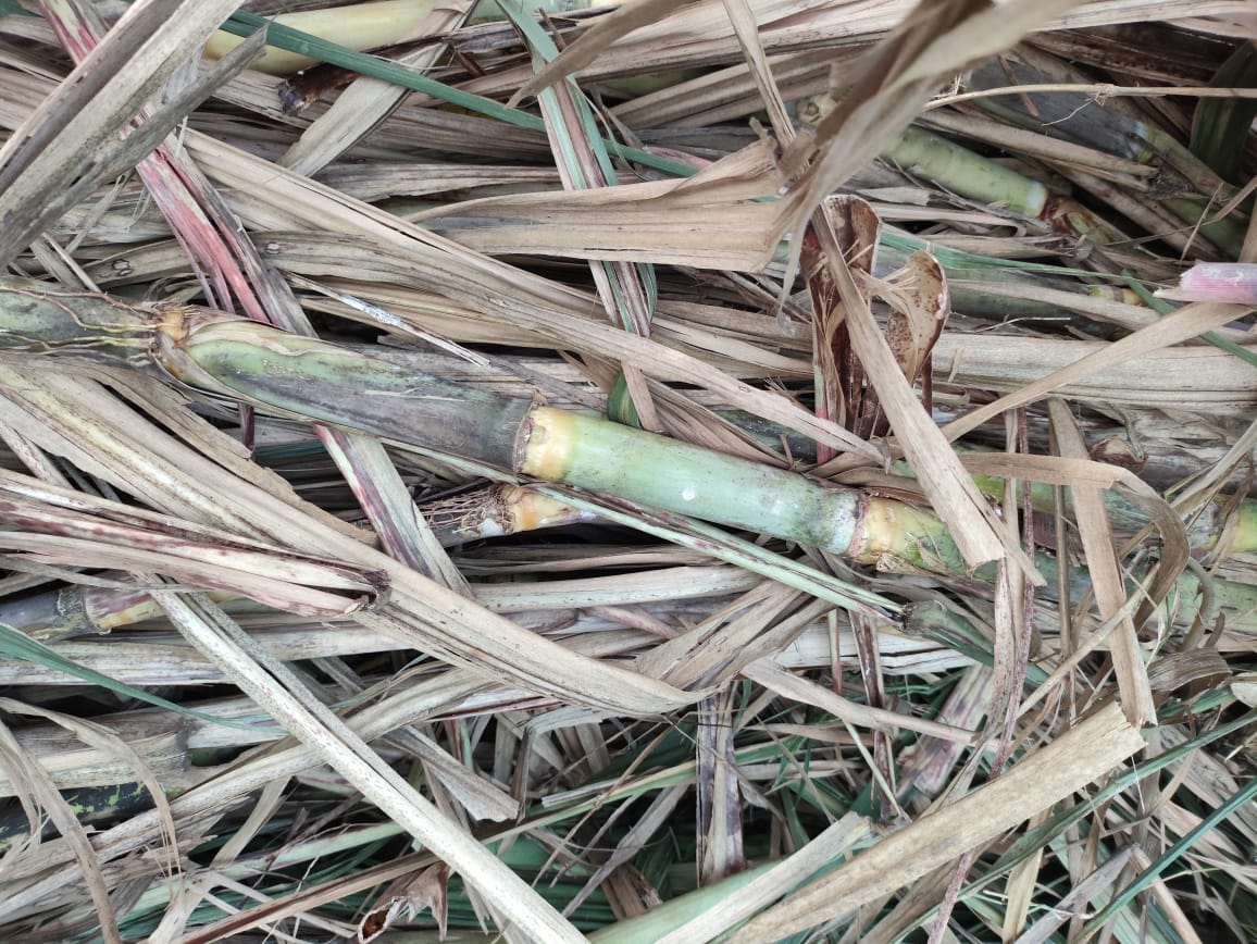 Farmers were cheated in the name of improved variety of sugarcane seeds