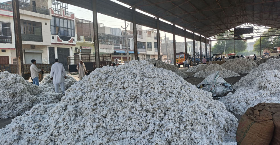 Cotton is getting good prices, private companies are offering Rs 7700 per quintal.