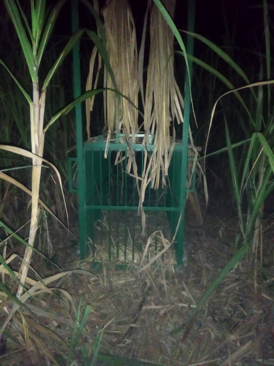 The cage has been installed in Kurtaiha village for a month, the wolf is out of reach