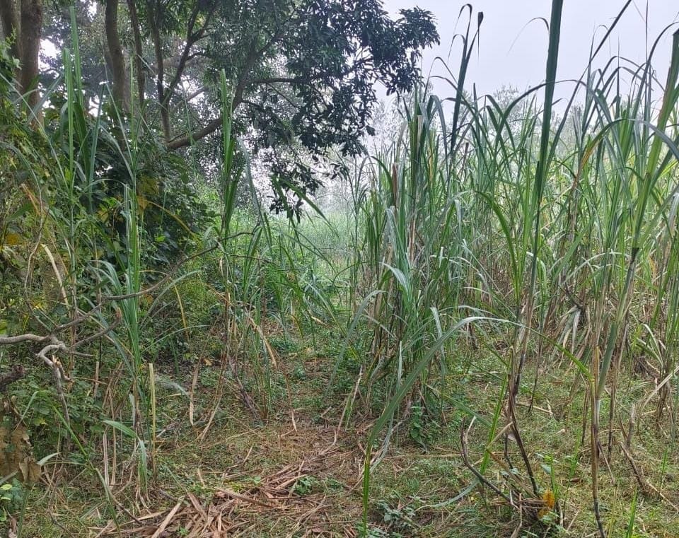 Elephants coming from Nepal trampled crops in Kishanpur