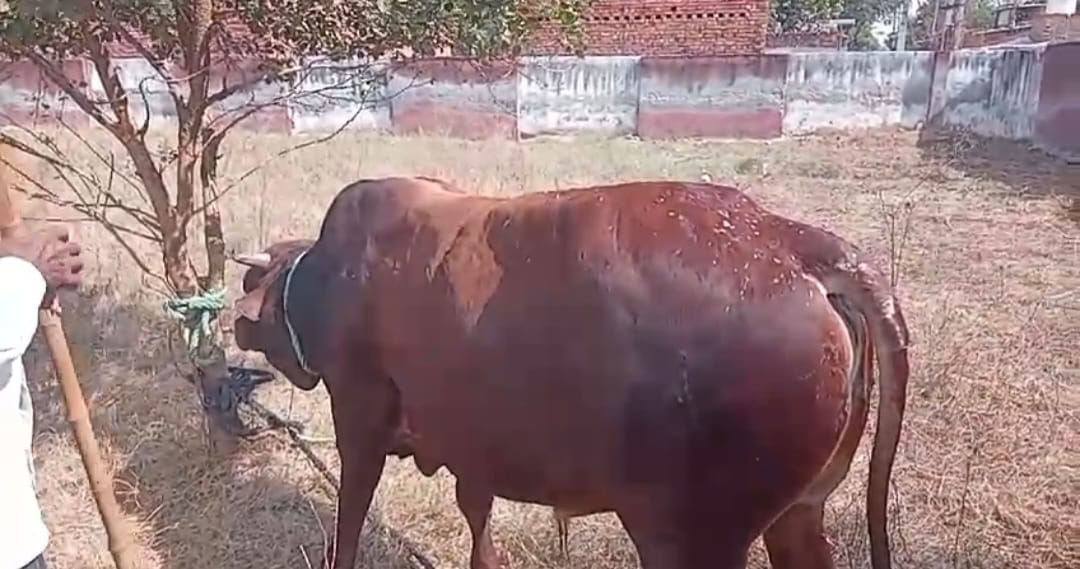 Farmer injured in bull attack dies during treatment