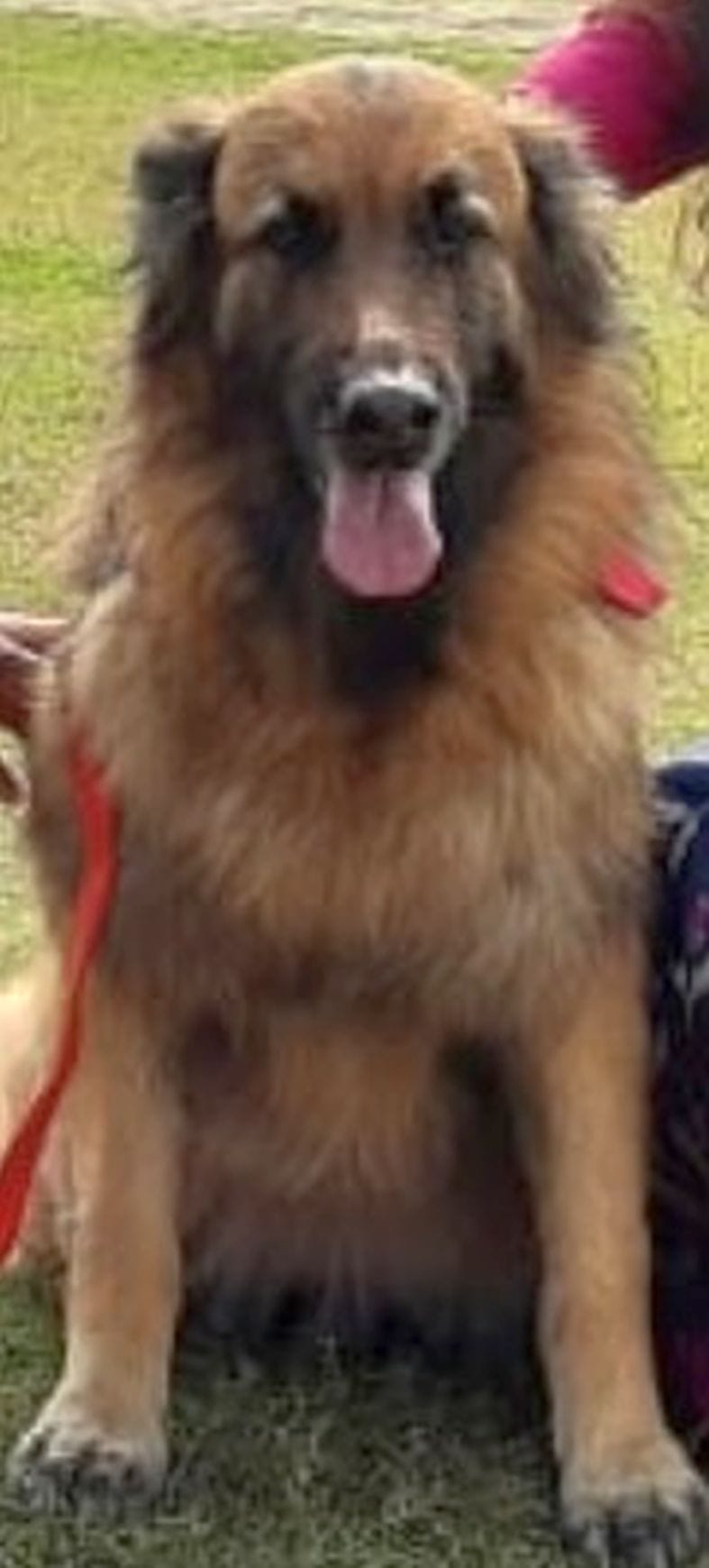 Death of Tilli alias Romi, who helped in solving 55 cases.