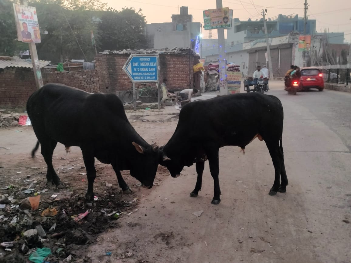 Destitute animals roaming on the streets in the city, common people worried