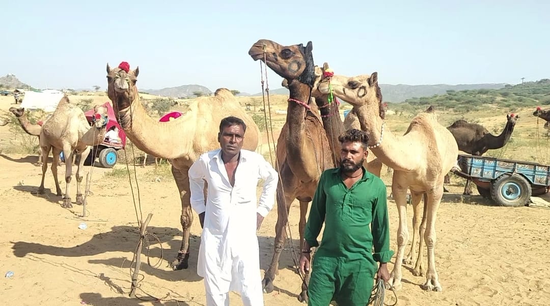 अंतरराष्ट्रीय पुष्कर पशु मेले में बिकने के लिए आए पशु