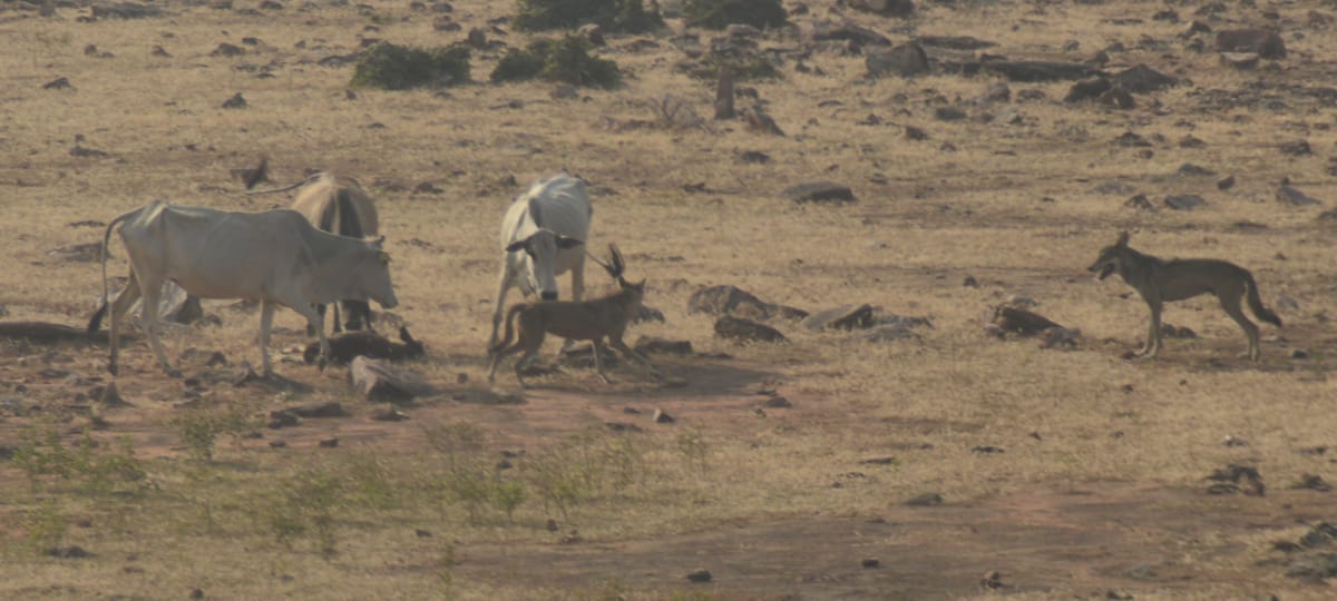 Two wolves attacked the cattle herd, the injured cow saved the life of the calf in damoh